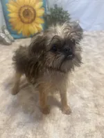 Analynn, a female Brussels Griffon for sale in Richland, MO – 5 of 7