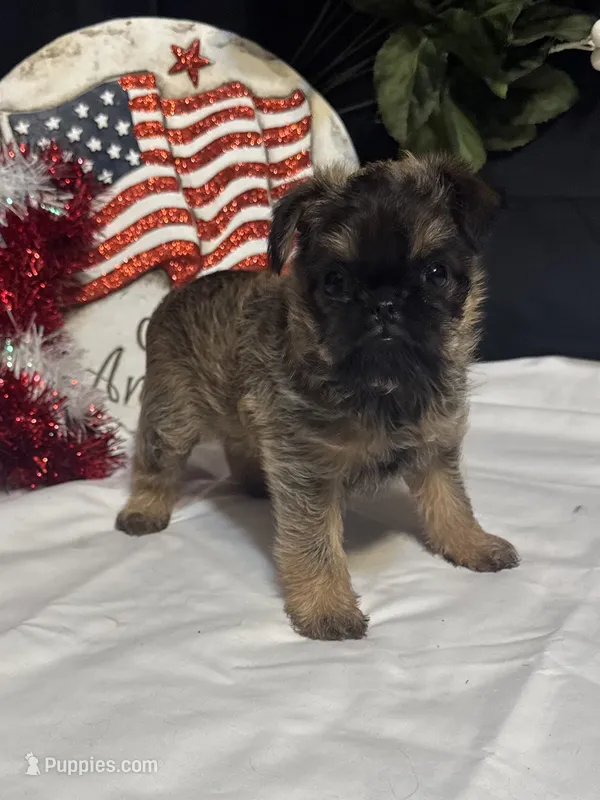 Dillon – Brussels Griffon puppy for sale in Richland, MO