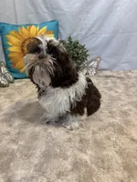 Edison, a male Shih Tzu for sale in Richland, MO – 7 of 7