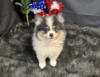 Cooper, a male Pomeranian for sale in Richland, MO – 2 of 8