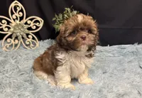 Ember, a female Shih Tzu for sale in Richland, MO – 7 of 8