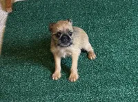 Ariah, a male Brussels Griffon for sale in Richland, MO – 3 of 7