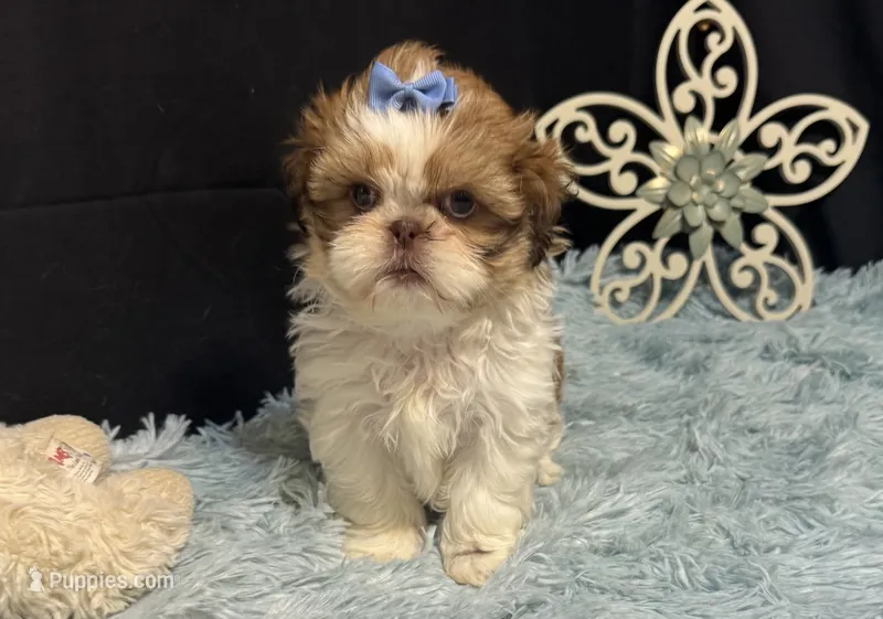 Emberleigh – Shih Tzu puppy for sale in Richland, MO