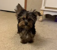 Maisyn, a male Yorkshire Terrier for sale in Richland, MO – 4 of 5