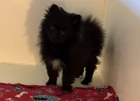 Tenzin, a male Pomeranian for sale in Richland, MO – 6 of 7