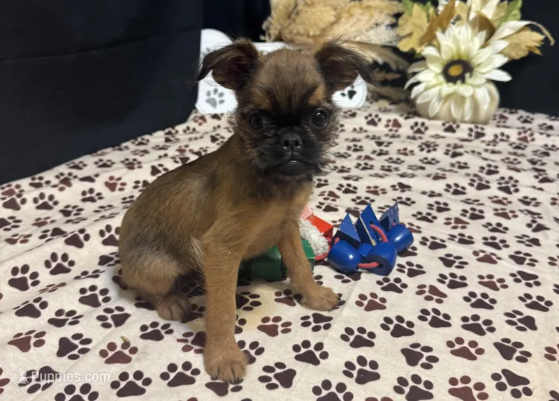 Andon – Brussels Griffon puppy for sale in Richland, MO
