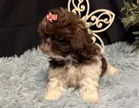 Embersyn, a female Shih Tzu for sale in Richland, MO – 2 of 7