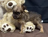 Ayden, a male Brussels Griffon for sale in Richland, MO – 5 of 6