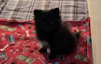 Tenzin, a male Pomeranian for sale in Richland, MO – 4 of 7