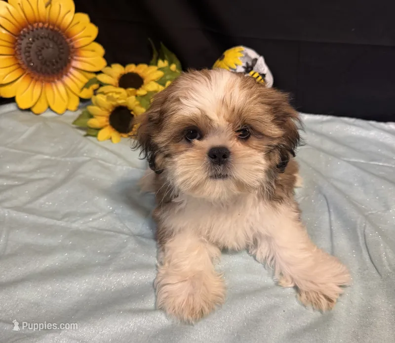 Saylor – Shih Tzu puppy for sale in Richland, MO