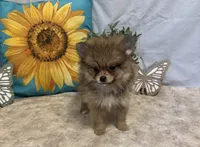 Chloe, a female Pomeranian for sale in Richland, MO – 8 of 8