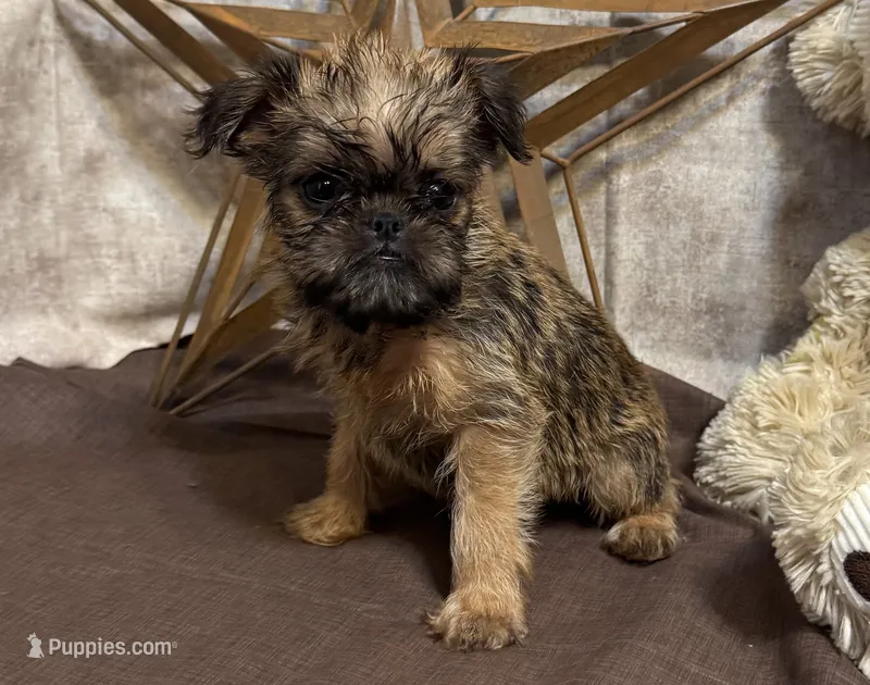 Ayden – Brussels Griffon puppy for sale in Richland, MO