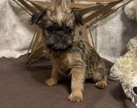 Ayden, a male Brussels Griffon for sale in Richland, MO – 1 of 6