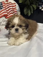 Shayla, a female Shih Tzu for sale in Richland, MO – 2 of 5