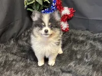 Cooper, a male Pomeranian for sale in Richland, MO – 5 of 8