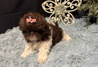 Embersyn, a female Shih Tzu for sale in Richland, MO – 7 of 7