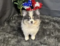 Cooper, a male Pomeranian for sale in Richland, MO – 7 of 8