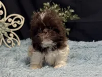 Embersyn, a female Shih Tzu for sale in Richland, MO – 3 of 7