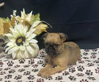 Ariah, a male Brussels Griffon for sale in Richland, MO – 6 of 7