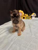 Dillon, a male Brussels Griffon for sale in Richland, MO – 2 of 6