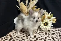 Braison, a male Pomeranian for sale in Richland, MO – 2 of 6