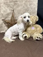 Violet, a female Maltipoo for sale in Richland, MO – 2 of 3