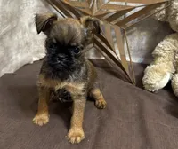 Andon, a male Brussels Griffon for sale in Richland, MO – 4 of 5