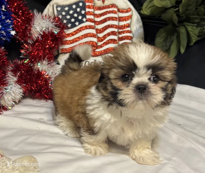 Shayla – Shih Tzu puppy for sale in Richland, MO