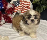 Shayla, a female Shih Tzu for sale in Richland, MO – 1 of 5