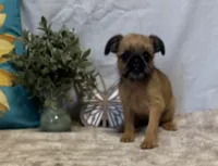 Ariah, a male Brussels Griffon for sale in Richland, MO – 1 of 7