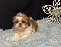 Emberleigh, a female Shih Tzu for sale in Richland, MO – 5 of 6