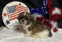 Sean, a male Shih Tzu for sale in Richland, MO – 4 of 6
