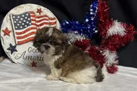 Sean, a male Shih Tzu for sale in Richland, MO – 5 of 6
