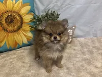 Chloe, a female Pomeranian for sale in Richland, MO – 2 of 8