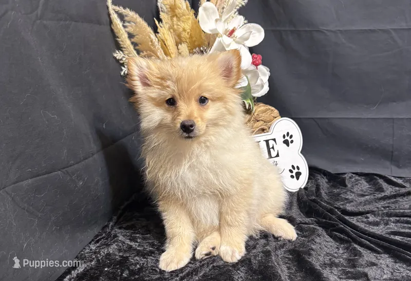 Truett – Pomeranian puppy for sale in Richland, MO