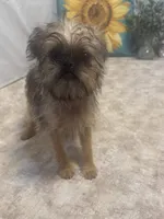 Analynn, a female Brussels Griffon for sale in Richland, MO – 2 of 7