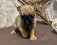 Ariah, a male Brussels Griffon for sale in Richland, MO – 5 of 5