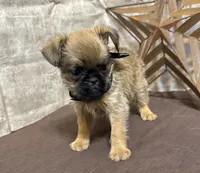 Angel, a male Brussels Griffon for sale in Richland, MO – 4 of 6