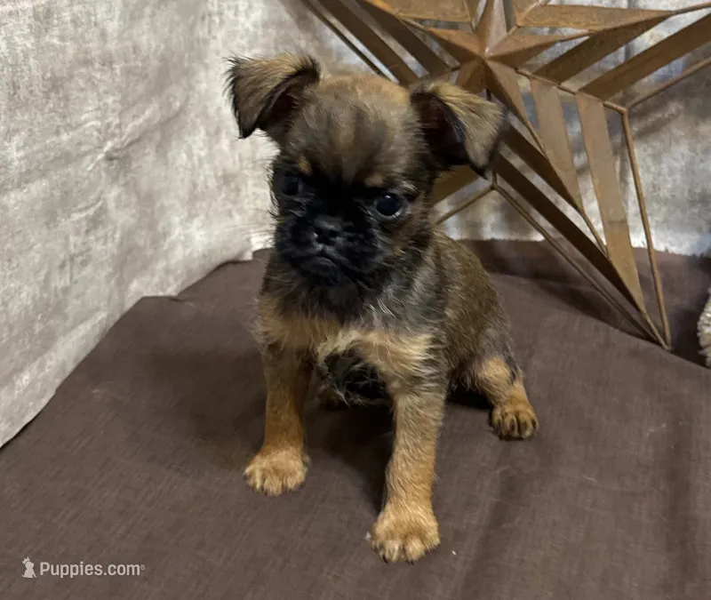 Andon – Brussels Griffon puppy for sale in Richland, MO
