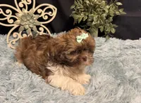 Ember, a female Shih Tzu for sale in Richland, MO – 8 of 8
