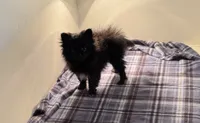 Tenzin, a male Pomeranian for sale in Richland, MO – 3 of 7