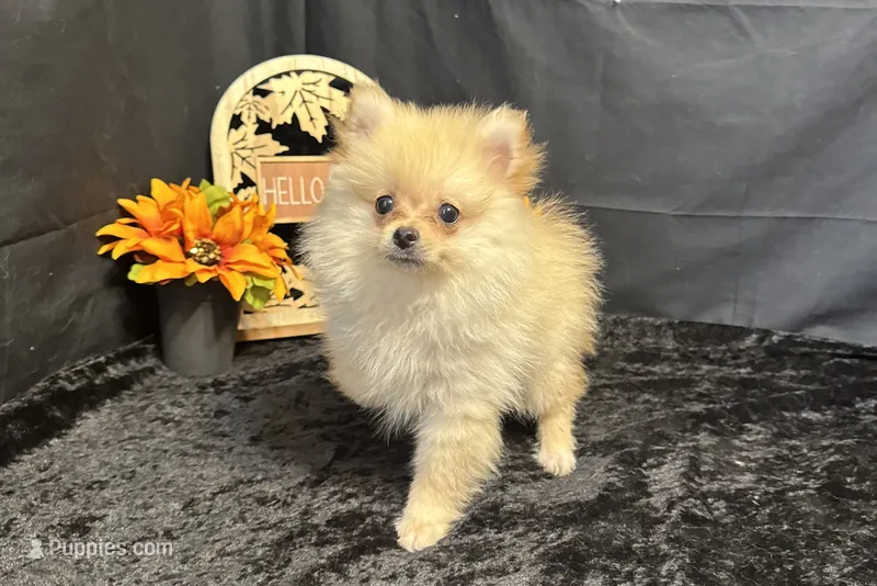 Caleb – Pomeranian puppy for sale in Richland, MO
