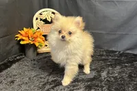 Caleb, a male Pomeranian for sale in Richland, MO – 1 of 7