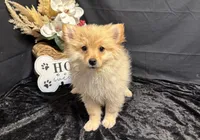 Truett, a male Pomeranian for sale in Richland, MO – 4 of 7