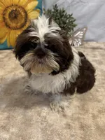 Edison, a male Shih Tzu for sale in Richland, MO – 1 of 7
