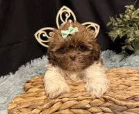 Ember, a female Shih Tzu for sale in Richland, MO – 3 of 8