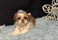 Emberleigh, a female Shih Tzu for sale in Richland, MO – 6 of 6