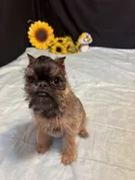 Dillon, a male Brussels Griffon for sale in Richland, MO – 6 of 6