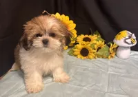 Selah, a male Shih Tzu for sale in Richland, MO – 3 of 7