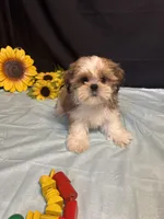 Saylor, a male Shih Tzu for sale in Richland, MO – 5 of 6